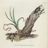 Carabus nitens. [Class 7. Insecta; Order 1. Coleoptera]