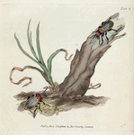 Carabus nitens. [Class 7. Insecta; Order 1. Coleoptera]
