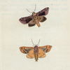 Phalæna N. Bractea. (The Gold Spangle Moth). [ CLass 7. Insecta; Order 3. Lepidoptera]