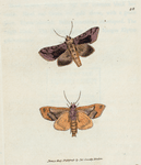 Phalæna N. Bractea. (The Gold Spangle Moth). [ CLass 7. Insecta; Order 3. Lepidoptera]