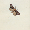 Phalæna N. Ærifera. (Yorkshire burnished Brass Moth). [Class 7. Insecta; Order 3. Lepidoptera]