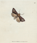 Phalæna N. Ærifera. (Yorkshire burnished Brass Moth). [Class 7. Insecta; Order 3. Lepidoptera]