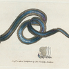 Nereis lamelligera. [Class 6. Vermes; Order 2. Mollusca]