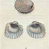 Cardium spinosum. [Class 6. Vermes; Order 3. Testacea]