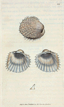 Cardium spinosum. [Class 6. Vermes; Order 3. Testacea]