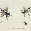 Fig. 1. Ammophila hirsuta. (Hairy Sandwasp). [Class 6. Insecta; Order 5. Hymenoptera]; Fig. 2. Ammohila pulvillata.