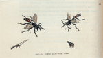 Fig. 1. Ammophila hirsuta. (Hairy Sandwasp). [Class 6. Insecta; Order 5. Hymenoptera]; Fig. 2. Ammohila pulvillata.