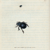 Scarabæus ovalis. [Class 7. Insecta; Order 1. Coleoptera]
