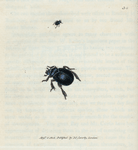 Scarabæus ovalis. [Class 7. Insecta; Order 1. Coleoptera]