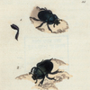 Fig. 1. Scarabæus spiniger; Fig. 2. Scarabæus foveatus.