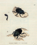 Fig. 1. Scarabæus spiniger; Fig. 2. Scarabæus foveatus.
