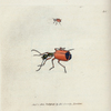 Carabus rotundicollis. [Class 6. Insecta; Order 1. Coleoptera]