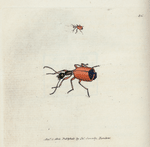 Carabus rotundicollis. [Class 6. Insecta; Order 1. Coleoptera]