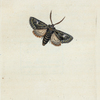 Phalæna B. oleagina.