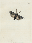 Phalæna B. oleagina.