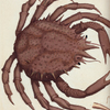 Cancer Maja. [Class 6. Insecta; Order 7. Aptera]