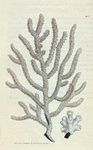 Gorgona viminalis? (Slender Gorgonia). [Class 6. Vermes; Order 4. Zoophyta]