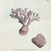 Millepora compressa? [Class 6. Vermes; Order 4. Zoophyta]
