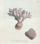 Millepora compressa? [Class 6. Vermes; Order 4. Zoophyta]
