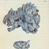 Spongia compacta. (Compact Tubular Sponge). [Class 6. Vermes; Order 4. Zoophyta]