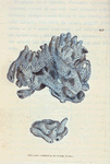 Spongia compacta. (Compact Tubular Sponge). [Class 6. Vermes; Order 4. Zoophyta]