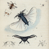 Stylops Melittæ. [Class 5. Insecta; Order 2. Hemiptera]