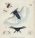 Stylops Melittæ. [Class 5. Insecta; Order 2. Hemiptera]