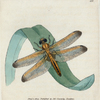 Libellula conspurcata. (Stained Dragon-fly) [Class 5. Insecta; Order 4. Neuroptera]