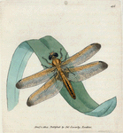 Libellula conspurcata. (Stained Dragon-fly) [Class 5. Insecta; Order 4. Neuroptera]