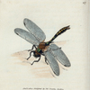 Libellula ænea; var. (Metallic Dragon-fly) [Class 5. Insecta; Order 4. Neuroptera]