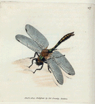Libellula ænea; var. (Metallic Dragon-fly) [Class 5. Insecta; Order 4. Neuroptera]