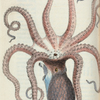 Sepia octopus. (Eight-armed Cuttle-fish) [Class 6. Vermes; Order 2. Mollusca]