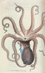 Sepia octopus. (Eight-armed Cuttle-fish) [Class 6. Vermes; Order 2. Mollusca]