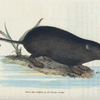 Sorex ciliatus. (Fringe-tailed Water Shrew-mouse) [Class 1. Mammalia; Order 3. Feræ]