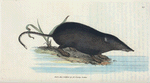 Sorex ciliatus. (Fringe-tailed Water Shrew-mouse) [Class 1. Mammalia; Order 3. Feræ]