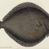 Pleuronectes Rhombus. (Pearl, Brill.) [Class 4. Pisces; Order 3. Thoracici]