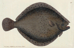 Pleuronectes Rhombus. (Pearl, Brill.) [Class 4. Pisces; Order 3. Thoracici]