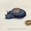 Aplysia hubrida. [Class 6. Vermes; Order 2. Mollusca]