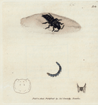 Staphylinus concolor. (Serrated-horned Staphylinus). [Class 5. Insecta; Order 1. Coleoptera]