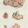 Corallina auriculariæformis. [Class 6. Vermes; Order 4. Zoophyta]