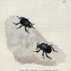 Scarabæus pumilus. [Class 5. Insectes; Order 1. Coleoptera]