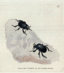 Scarabæus pumilus. [Class 5. Insectes; Order 1. Coleoptera]