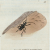 Cerambyx fulminans. [Class 5. Insecta; Order 1. Coleoptera]