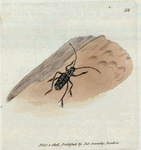 Cerambyx fulminans. [Class 5. Insecta; Order 1. Coleoptera]