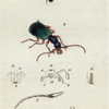Carabus chrysostomos. (Golden-mouthed Carabus)