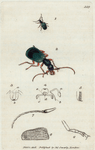Carabus chrysostomos. (Golden-mouthed Carabus)