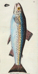 Salmo Fario; var. (Gillaroo Trout) [Class 4. Pisces; Order 4. Abdominal]