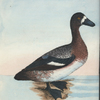 Anas frænata. (White-faced Duck) [Class 2. Aves]