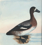 Anas frænata. (White-faced Duck) [Class 2. Aves]