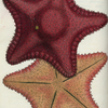 Asterias equestris?